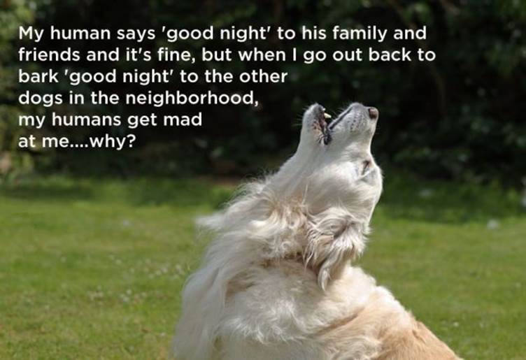 Dog thoughts17 Funny: Dog thoughts