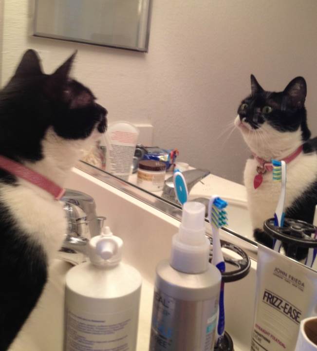 silly cat looking in mirror