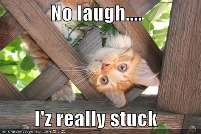 http://abillionlaughs.com/pics/2/Funny-Cat-Stuck-In-A-Fence.jpg