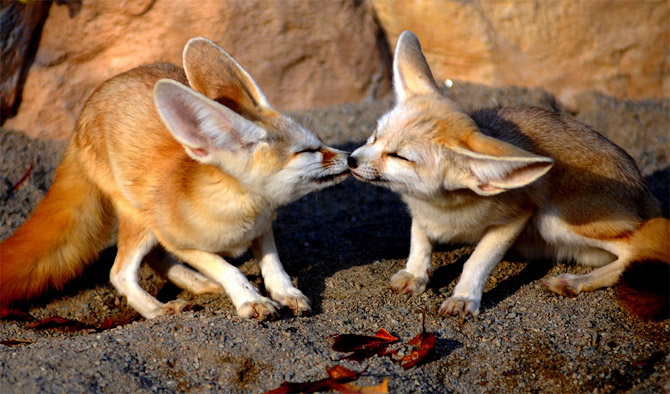 http://amolife.com/image/images/stories/Animals/Animal/sweetest_animal_kiss%20(13).jpg
