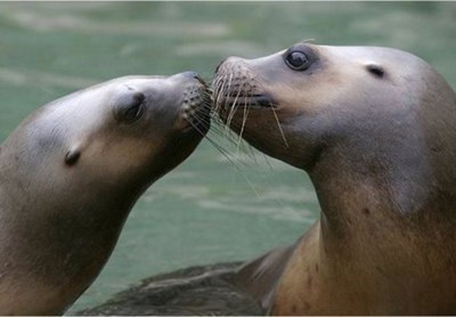 http://thepetcollective.tv/wp-content/uploads/2013/07/animals-kissing-seals1.jpg