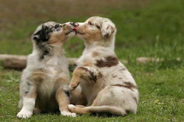 http://www.funcram.com/media/pictures/animals-kissing/animals-kissing-02.jpg