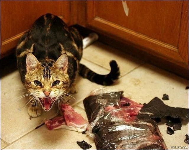 http://catncat.com/files/images/catncat/it-really-likes-that-meat.jpg