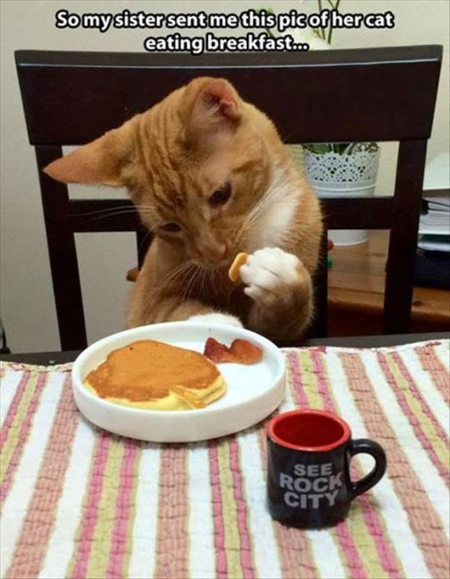 http://loldamn.com/wp-content/uploads/2014/01/funny-animal-pictures-cat-eating-breakfast.jpg