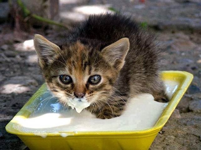 http://catncat.com/files/images/catncat/milk-bath.jpg