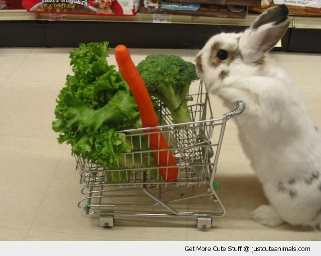 http://justcuteanimals.com/wp-content/uploads/2012/11/cute-animal-bunny-rabbit-shopping-cart-trolly-store-carrot-lettuce-pics.jpg