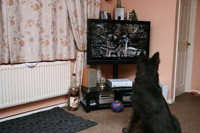 tv isnt just 640 45 Funny: Animals watching TV