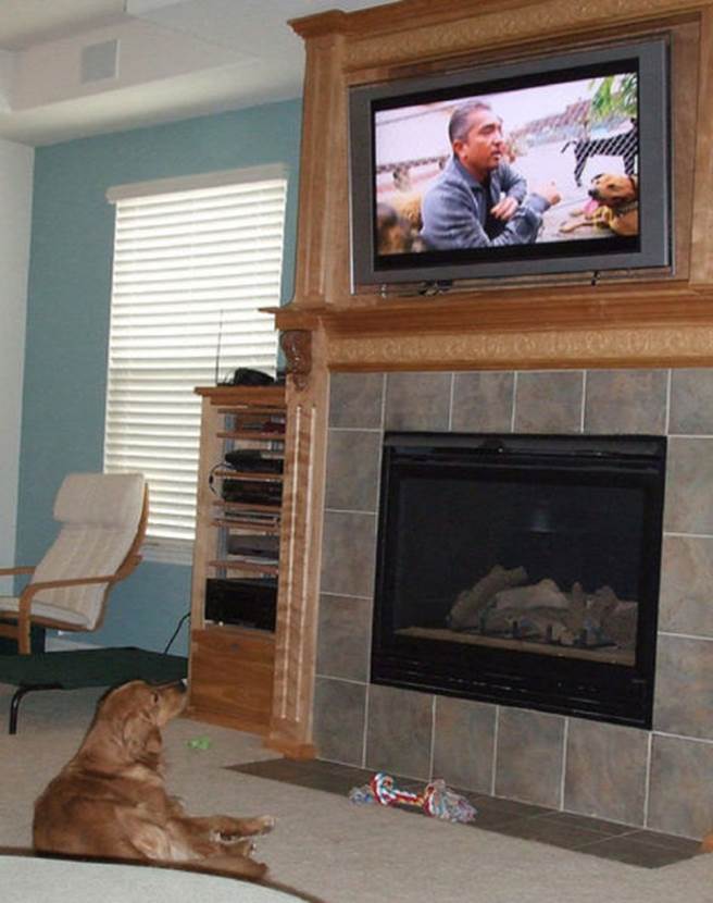 tv isnt just 640 50 Funny: Animals watching TV