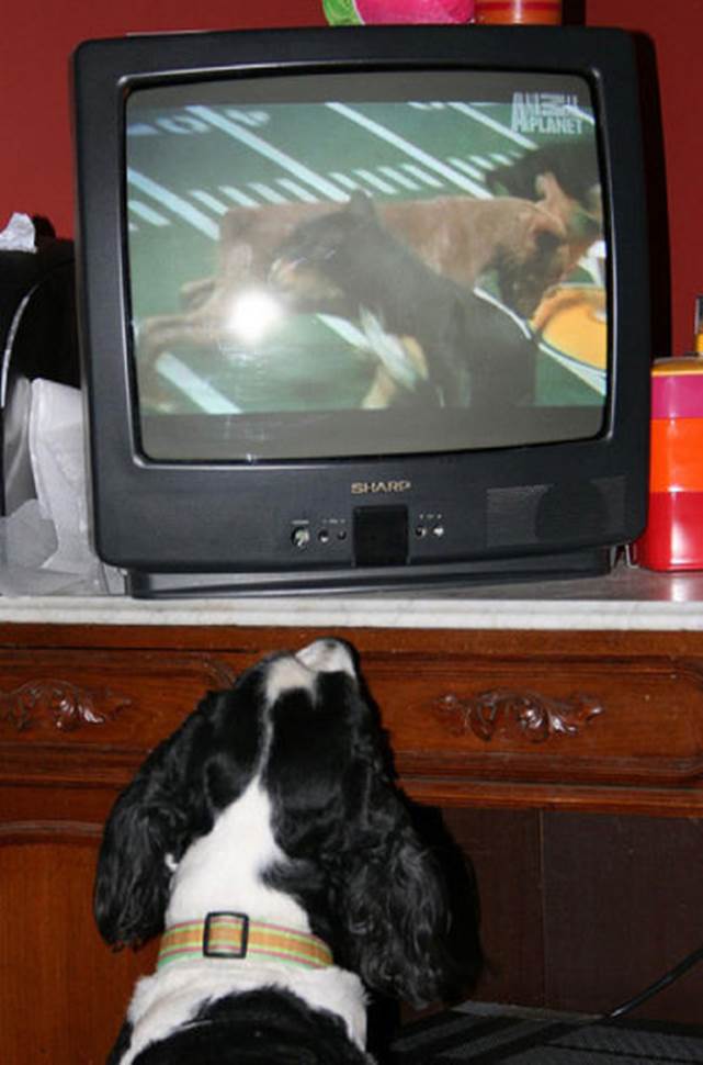 tv isnt just 640 51 Funny: Animals watching TV