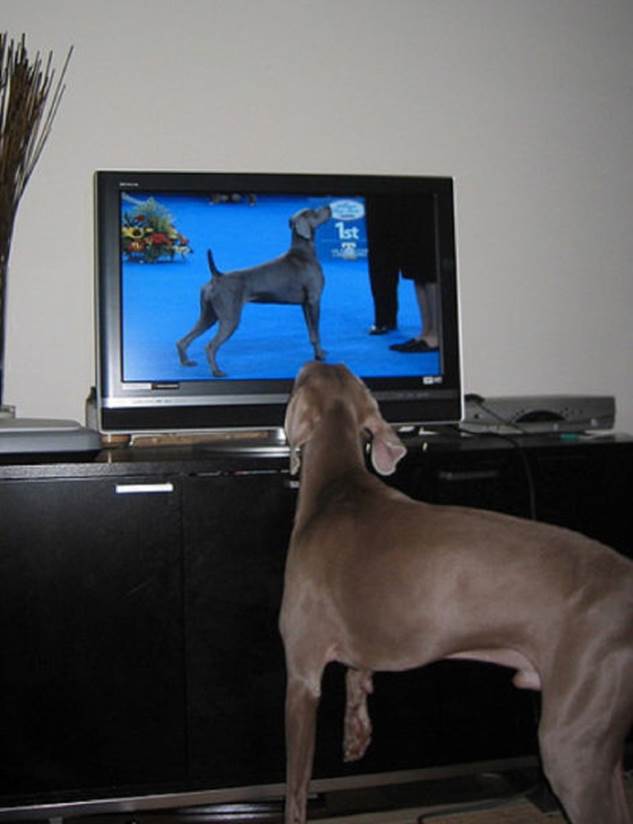 tv isnt just 640 55 Funny: Animals watching TV
