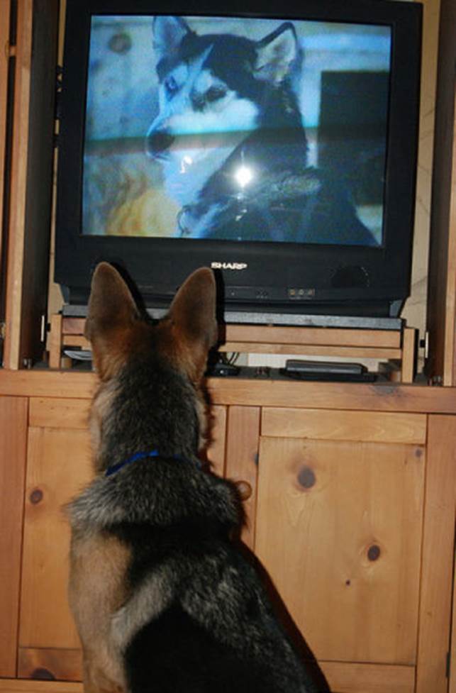 tv isnt just 640 56 Funny: Animals watching TV