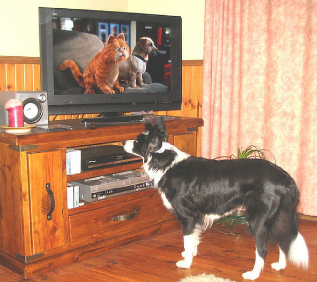 tv isnt just 640 58 Funny: Animals watching TV