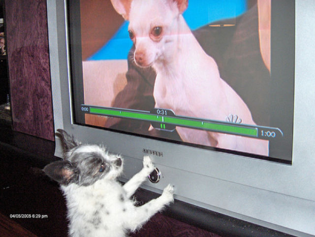 tv isnt just 640 59 Funny: Animals watching TV