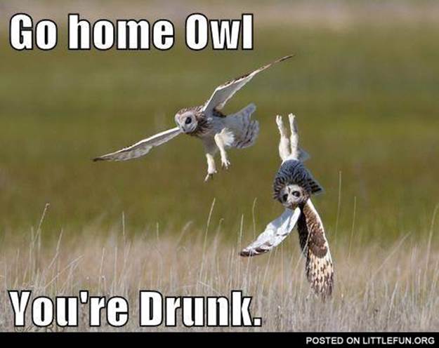 http://etlock.com/data/grumpycatmemes/pics/31/Drunk-Owl.jpg