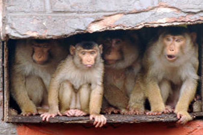 Animals Sheltering from the Rain - Image 9