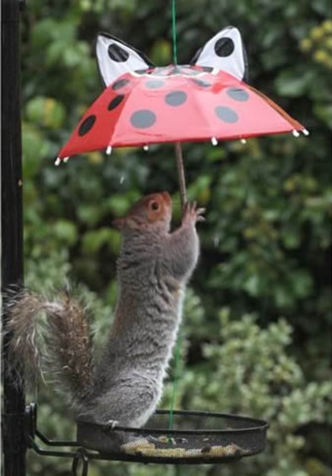 Animals Sheltering from the Rain - Image 8
