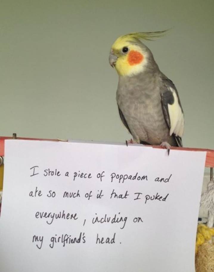 Bird shaming9 Funny: Bird shaming