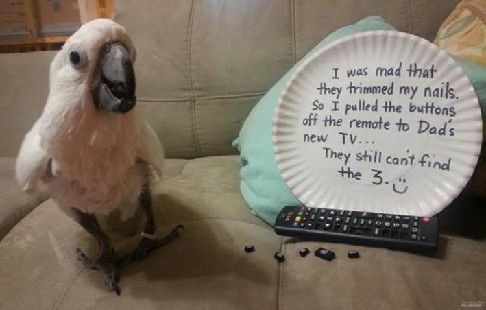 Bird shaming15 Funny: Bird shaming