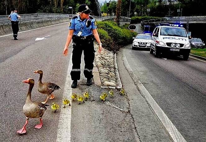 Female Law Enforcement Officer Pulls Over To Help Ducks Get Across The Street Safely. 