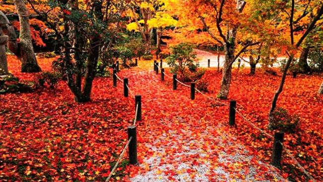 http://cdn.list25.com/wp-content/uploads/2014/09/www.10wallpaper.com-Colorful_autumn_leaves-Enkoji_Temple_Autumn_wallpaper_1920x1080.jpg