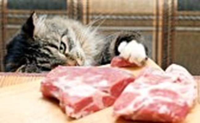 http://us.cdn2.123rf.com/168nwm/darkbird/darkbird1204/darkbird120400047/13175164-cat-steals-piece-of-meat.jpg