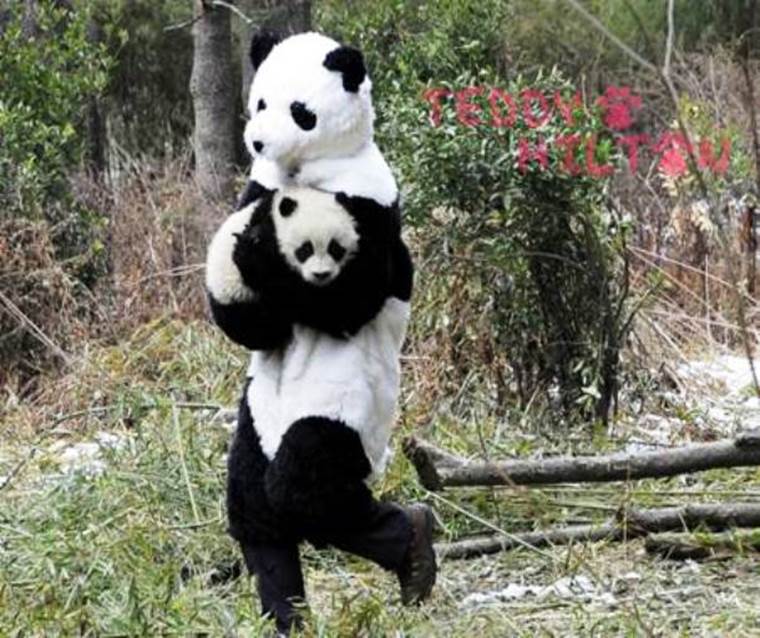 http://cdn4.list25.com/wp-content/uploads/2014/08/perezhilton.com-scientists-dress-like-panda__oPt.jpg