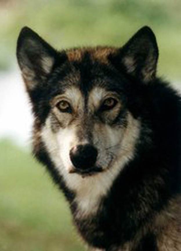 http://cdn.list25.com/wp-content/uploads/2012/06/Wolf-dog1.jpg