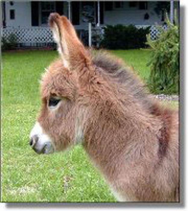http://cdn3.list25.com/wp-content/uploads/2012/06/Miniature-donkey1.jpg