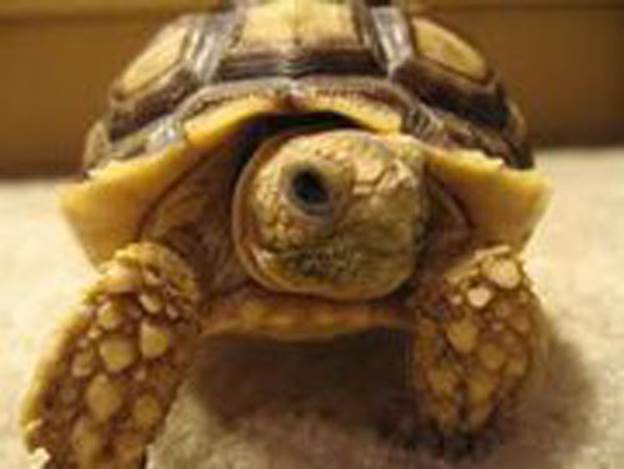 http://cdn4.list25.com/wp-content/uploads/2012/06/Tortoise1.jpg