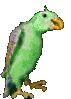  macaw  animation