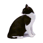 black and white cat  animation