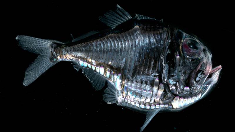 http://cdn.list25.com/wp-content/uploads/2012/06/hatchetfish.png