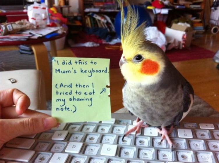 Bird shaming4 Funny: Bird shaming