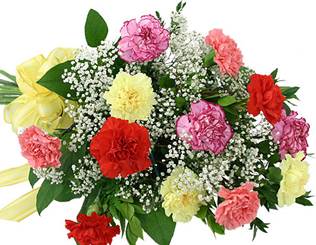 http://www.canadaflowers.ca/images/bouquet/flowers/mixed-carnations.jpg