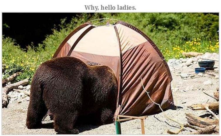 Hilarious bear pics20 Funny: Hilarious bear pics