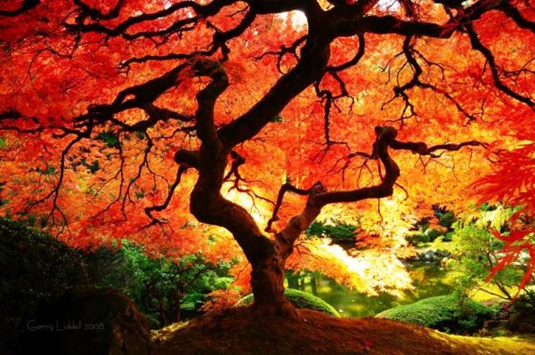 http://cdn.list25.com/wp-content/uploads/2014/09/www.naturepicoftheday.com-japanese_maple_in_fall_color_800w.jpg