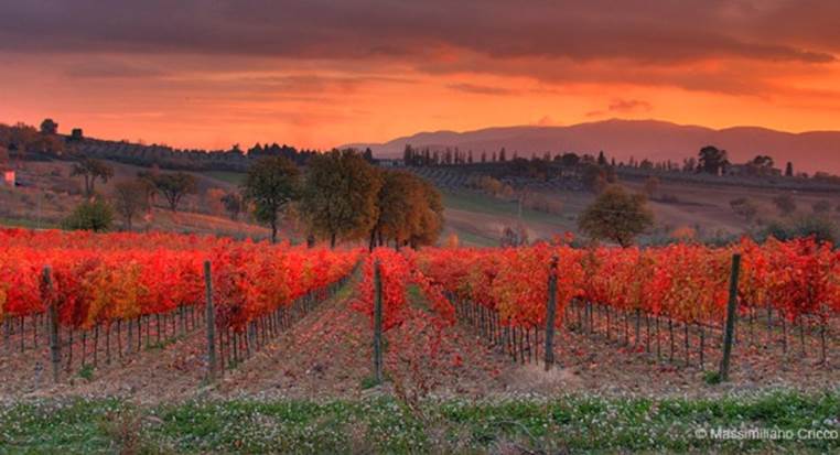 http://cdn3.list25.com/wp-content/uploads/2014/09/www.massicricco.com-Vineyards_Sunset.jpg