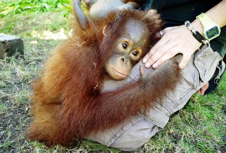 http://cdn3.list25.com/wp-content/uploads/2014/08/crazyemailsandbackstories.wordpress.com-orphaned-orangutan_n.jpg