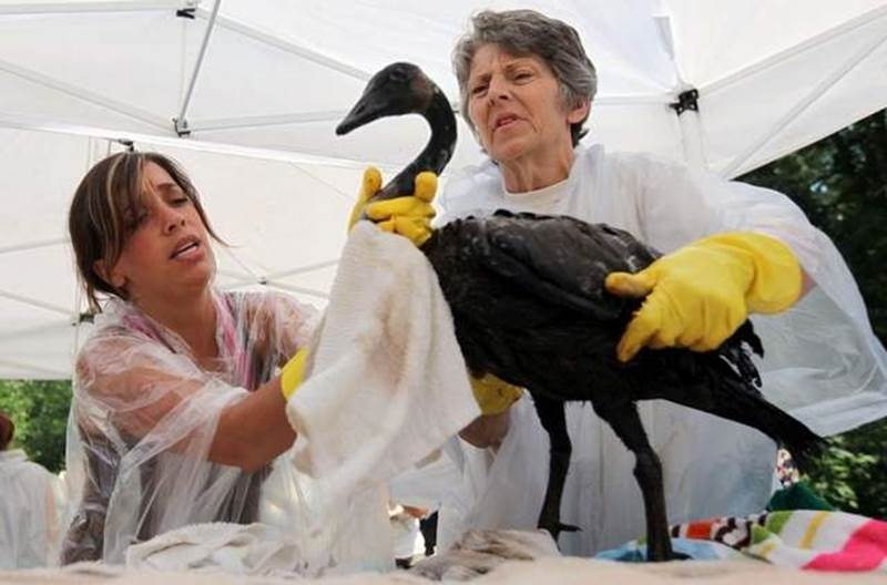 Volunteers Stephanie Rutherford-Scott of Vicksburg, left, and Beth Smoker of Colon work together Thursday washing off a Canada goose covered in oil at Circle D Wildlife Refuge in Vicksburg.