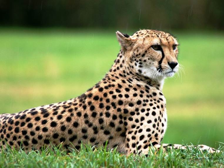 http://cdn.list25.com/wp-content/uploads/2014/10/animalstime.com-cheetahs1.jpg