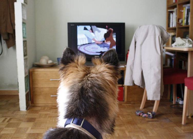 tv isnt just 640 54 Funny: Animals watching TV