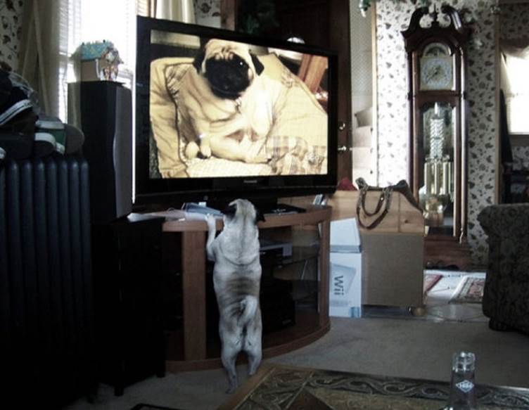 tv isnt just 640 63 Funny: Animals watching TV