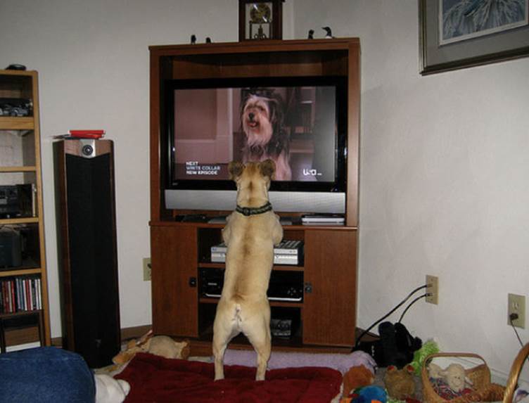tv isnt just 640 64 Funny: Animals watching TV