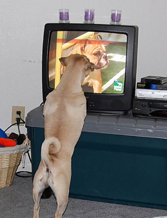 tv isnt just 640 65 Funny: Animals watching TV