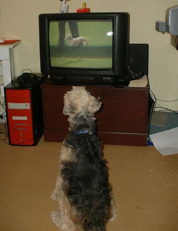 tv isnt just 640 67 Funny: Animals watching TV