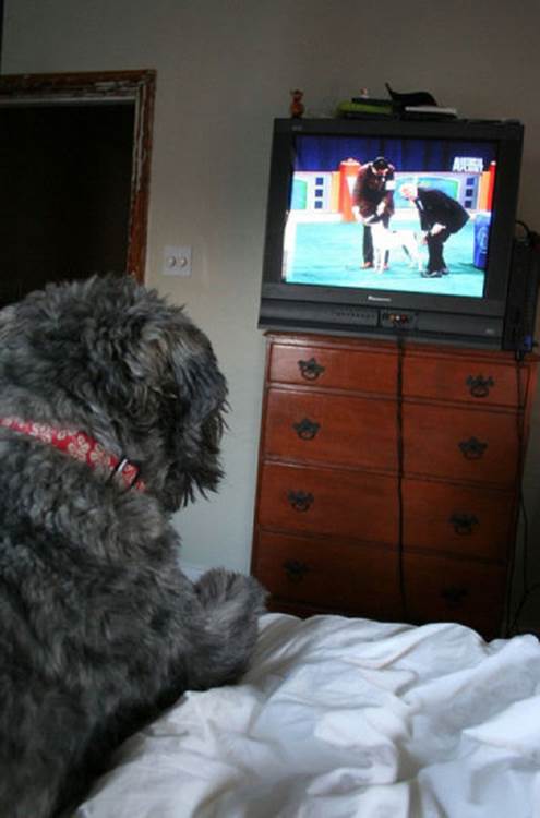 tv isnt just 640 68 Funny: Animals watching TV