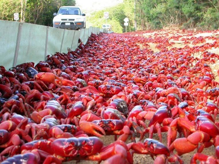 http://cdn4.list25.com/wp-content/uploads/2014/07/red-crabs2-610x458.jpg