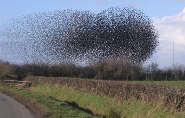 http://cdn.list25.com/wp-content/uploads/2014/07/The_flock_of_starlings_acting_as_a_swarm._-_geograph.org_.uk_-_124593-610x392.jpg