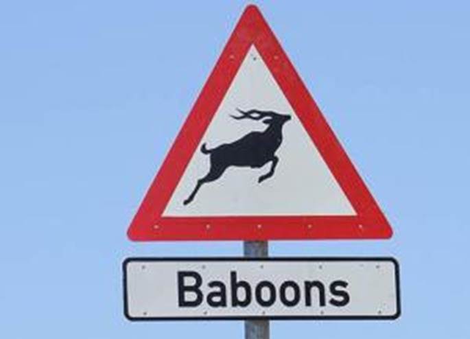 baboons.jpg - 