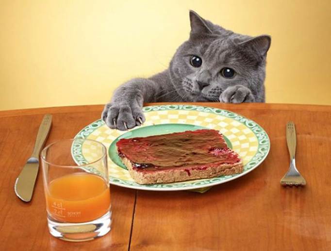 funny pictures of cats caught red-handed